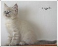 /album/angelo/angelo-9-hetes-002-jpg/